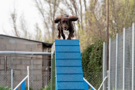A dog lively showcases his skills by leaping over an agility ramp during training in a sunny park.の写真素材