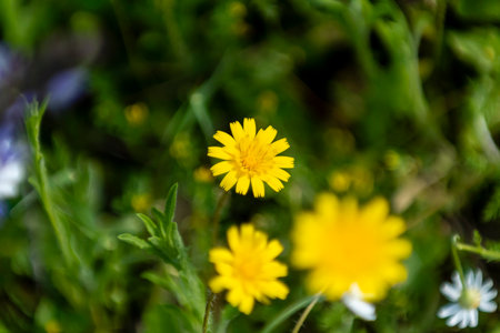 Yellow flowers stand out among lush green leaves, showing the beauty of a spring garden in full...