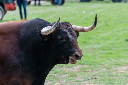 A large bull stands prominently in a grassy area, with people engaging in activities in the background on a clear day.の写真素材