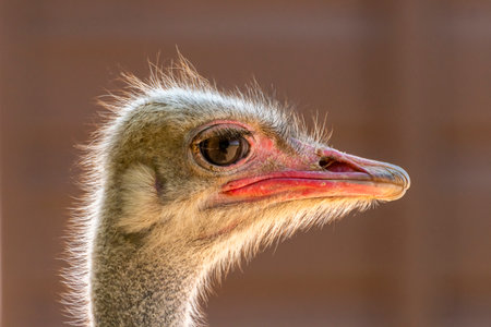 An ostrich poses gracefully, revealing its unique features and vibrant plumage in soft sunlight.の写真素材