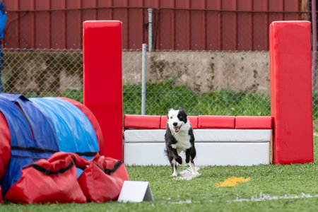 A border collie runs through an agility course, showing speed and agility during a lively competition.の写真素材