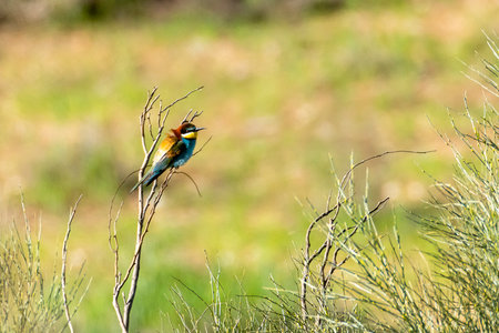 A vibrant bird rests on a thin branch surrounded by green vegetation under bright sunlight.の写真素材