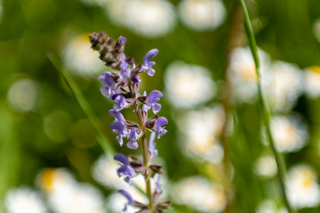 Colorful purple wildflower stands tall in a sunny meadow filled with daisiesの写真素材