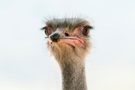 An ostrich displays its unique facial features.の写真素材
