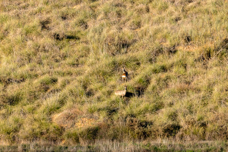 Deer peacefully graze on a hillside covered in tall grass as the sun sets in the background.の写真素材