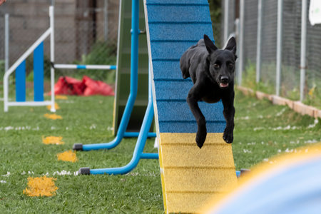 Black dog leaps over agility ramp in a sunny training session at a local parkの写真素材