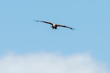 A hawk glides effortlessly above the landscape, wings spread wide against the bright blue sky.の写真素材