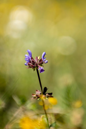 Beautiful purple wildflower blooming in a sunny meadow during springtimeの写真素材