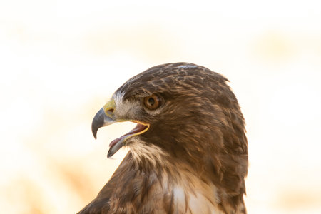 Hawk captured in profile showcasing its sharp beak and keen eye in soft natural lightの写真素材