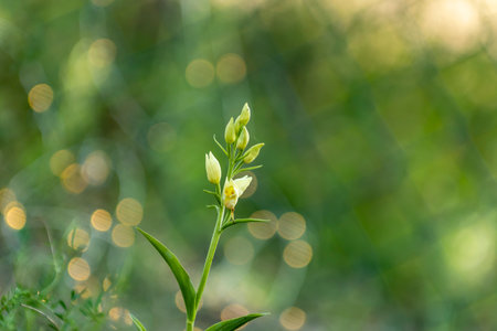 Beautiful white flowers with budding petals flourish against a soft green backdrop in a spring garden setting.の写真素材