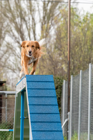 A golden retriever runs confidently across an agility ramp at a training facility during a sunny spring day.の写真素材