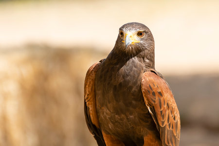 A Harris hawk stands elegantly, showing its rich plumage while observing its surroundings under sunlight.の写真素材