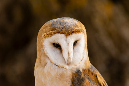 Barn owl perched quietly, showcasing intricate feathers and striking facial features in a natural settingの写真素材