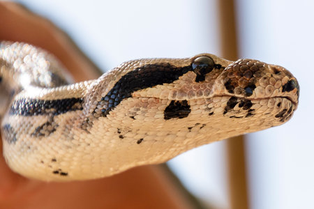 A vibrant snake, showing its unique pattern and colors, rests comfortably on a person's hand under...