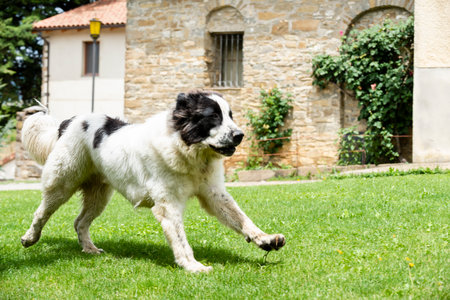 A dog runs joyfully across a lush green lawn by a charming stone structure surrounded by greenery.の写真素材