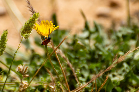 A ladybug explores a vibrant yellow flower surrounded by green foliage on a sunny afternoon.の写真素材