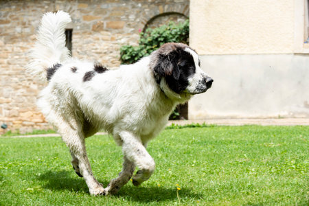 A large white dog with black spots joyfully runs across a lush green lawn surrounded by a beautiful...