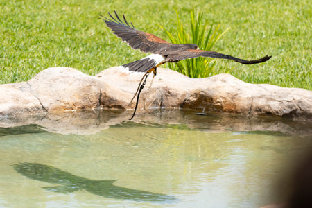 A hawk soars gracefully above a pond, clutching a branch in its heels, showing off its hunting...