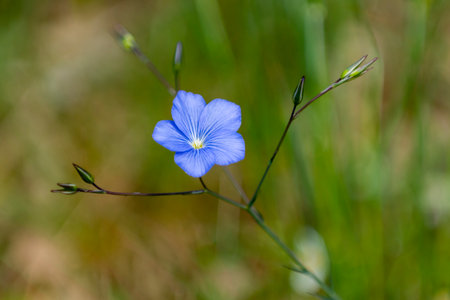 Delicate blue flower stands alone amidst lush green grass under bright sunlight.の写真素材