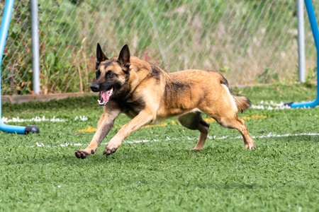 Dog joyfully running across a green field during a sunny afternoon at a local parkの写真素材
