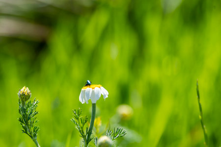A small white flower with a yellow center stands tall in a vibrant green garden, capturing the...