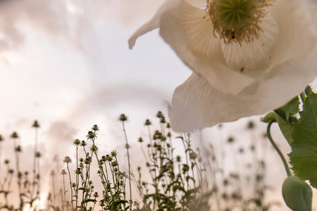 Delicate wildflowers stretch towards the gentle evening light, creating a serene atmosphere at dusk.の写真素材