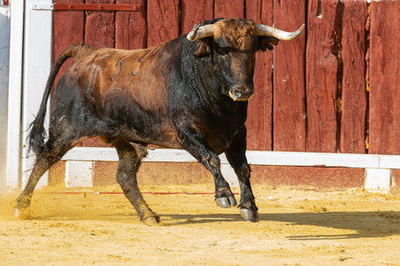 A bull is energetically running in a sandy area surrounded by wooden fencing under a clear blue sky.