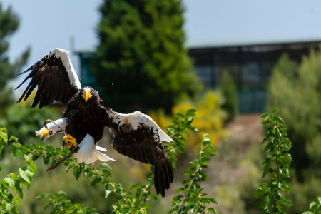 A majestic eagle flies gracefully above lush green foliage, showcasing its impressive wingspan in...