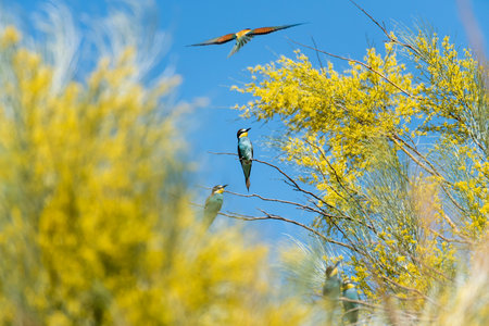 Colorful birds perched on branches amid vibrant yellow flowers in a sunny landscape