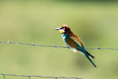 A vibrant bird with a mix of colors sits on barbed wire in a lush green field under clear skies.