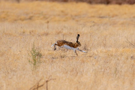 Rabbit runs swiftly across dry grassland in bright sunlight during the day