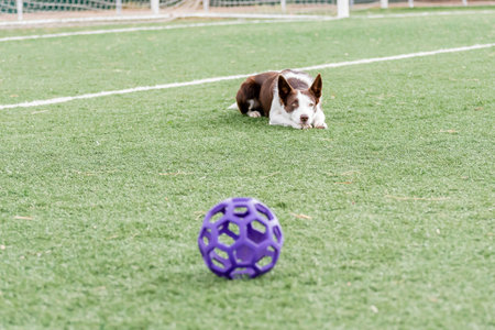 Dog playing with a ball on the field