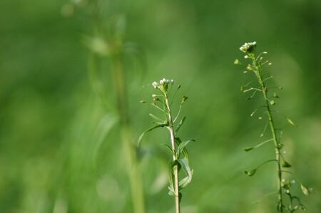 Shepherd s purse on a pastureの写真素材