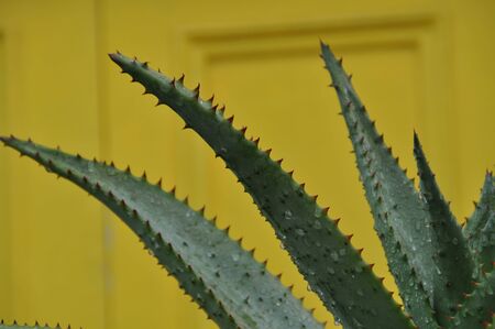 Green Aloe vera leaves in front of a yellow backgroundの写真素材