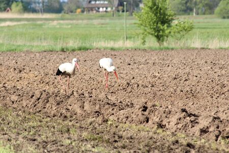 Two white storcks on a plowed brown fieldの写真素材