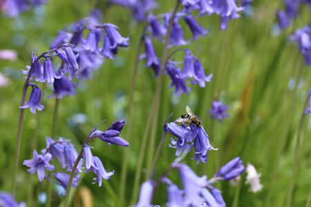 A close-up of some Hyacinthoides hispanica in blossomの写真素材
