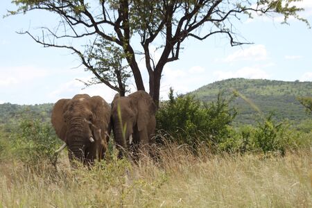 Two african elephants in the savannah behind high grass under a treeの写真素材