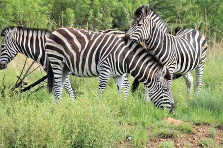 Tree zebras hanging around in the savanna eating grassの写真素材