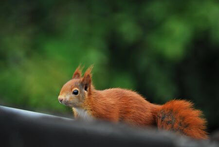 One brown squirrel runs over a black roof