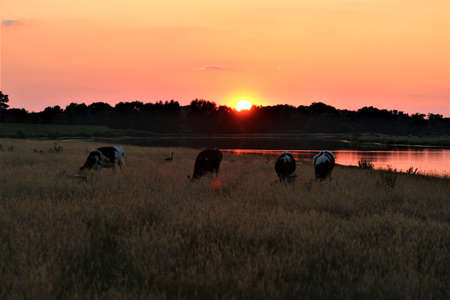 A sunset at a lake with cows on the pasture and trees on the bank of the lakeの写真素材