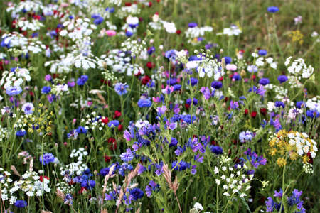 Colored cornflowers in a flower bed