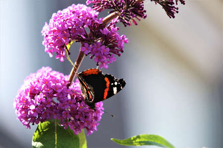 Nymphalidae,Admiral Vanessa atalanta butterfly on a lilac