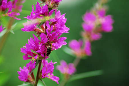 Bee on a loosestrife flower against a green blurry backgroundの写真素材