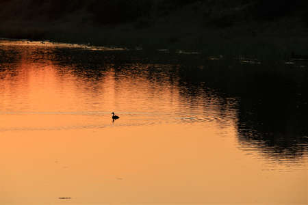 A duck during sunset at a lake with trees on the bank of the lakeの写真素材