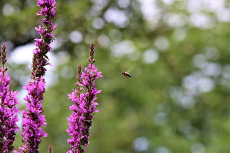 Bee approaching a loosestrife flower against a green trees in the backgroundの写真素材