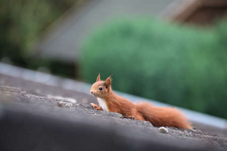A brown squirrel runs over a black roofの写真素材
