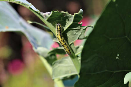 Cabbage caterpillar on a green cabbage leaf