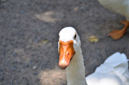 Close up of a white goose head with an orange beak against a grey background