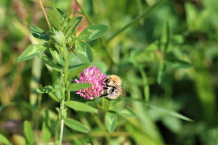 Close up of a bee sucking nectar from a red clover blossom