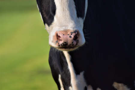 A close up of the nose of a black and white colored cow